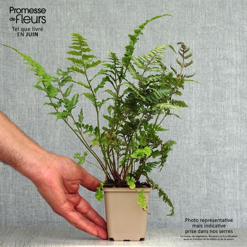 Amostra de Athyrium niponicum var. pictum Red Beauty Vaso de 8/9 cm tal como entregue no verão