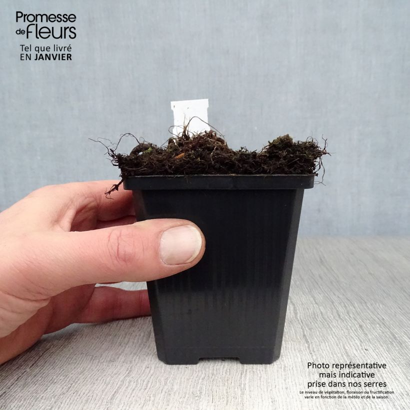 Amostra de Athyrium niponicum var. pictum Red Beauty Vaso de 8/9 cm tal como entregue no inverno