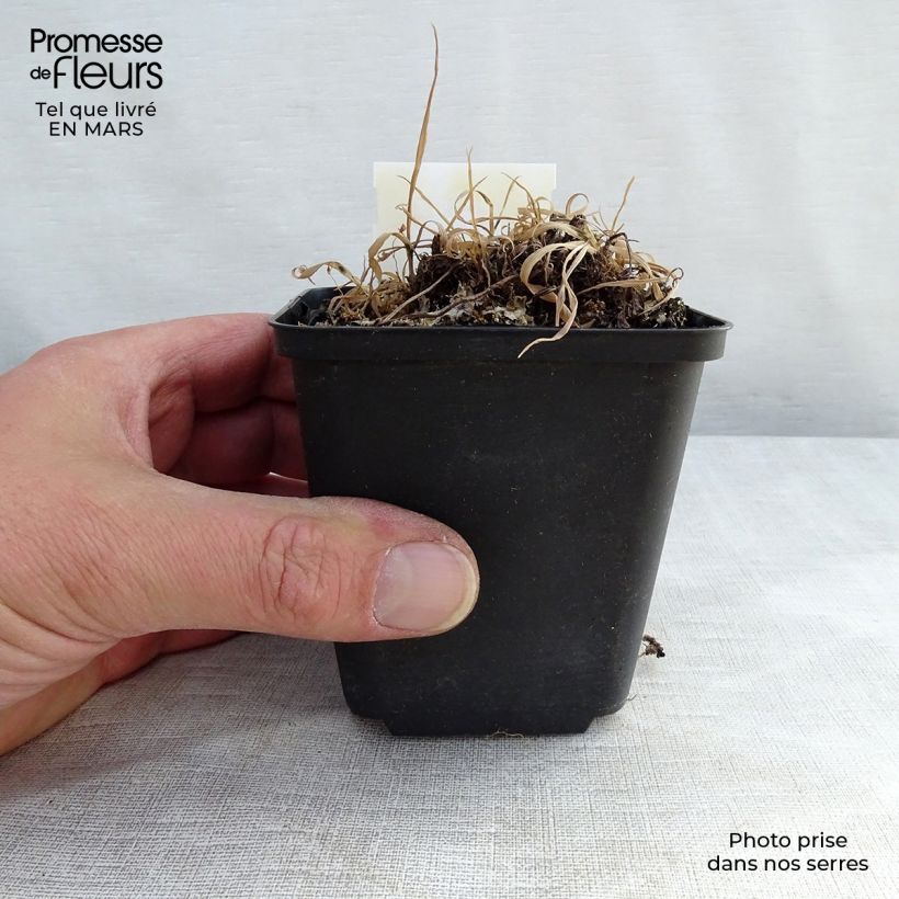 Amostra de Athyrium otophorum var. okanum - Fougère femelle du Japon Vaso de 2 L/3 L tal como entregue no inverno