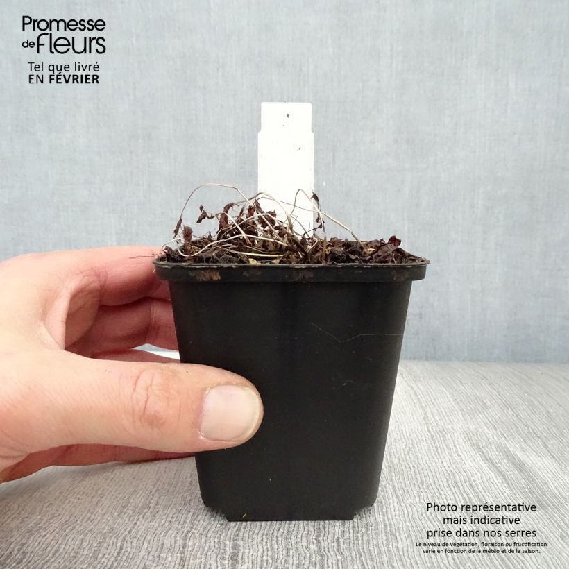 Amostra de Athyrium vidalii - Fougère de Vidal Vaso de 8/9 cm tal como entregue no inverno