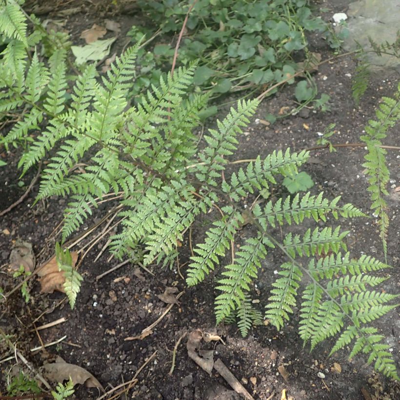Athyrium vidalii (Folhagem)