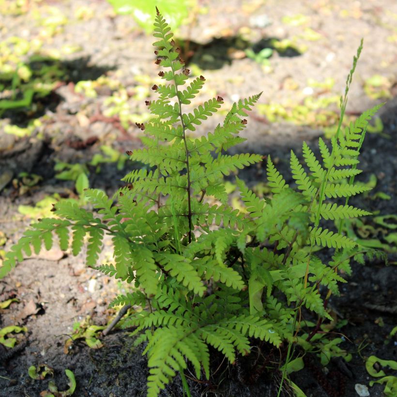 Athyrium vidalii (Hábito)