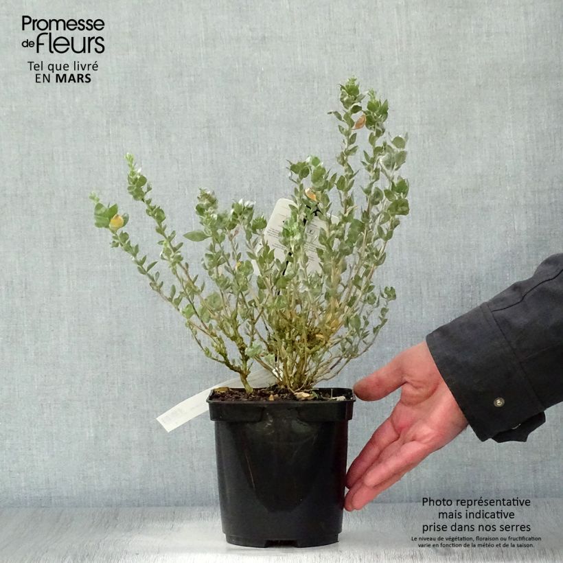 Amostra de Atriplex halimus Vaso de 1,5 L/2 L tal como entregue na primavera