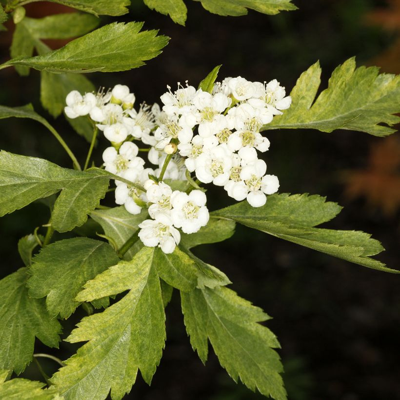 Crataegus chlorosarca Variegata (Floração)