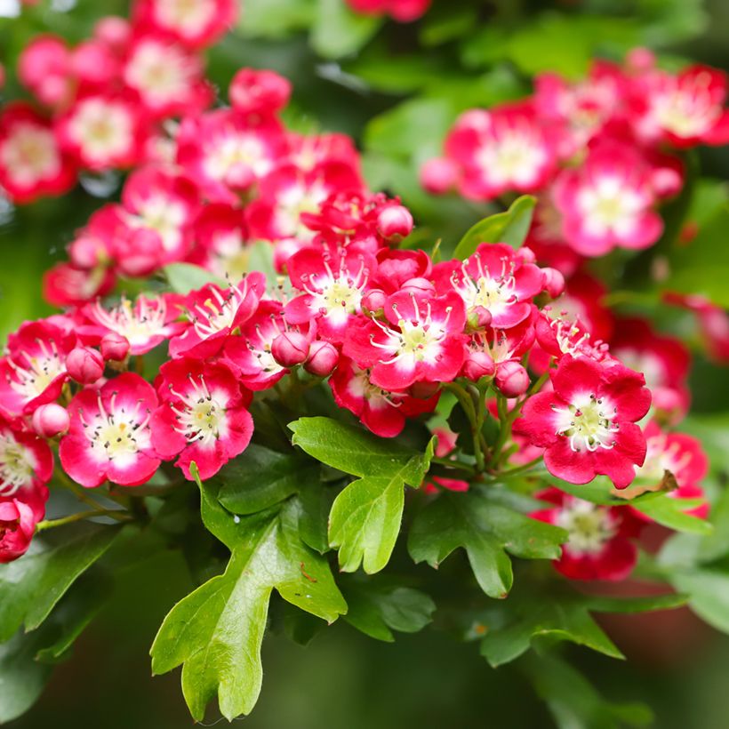 Crataegus laevigata Crimson Cloud (Floração)