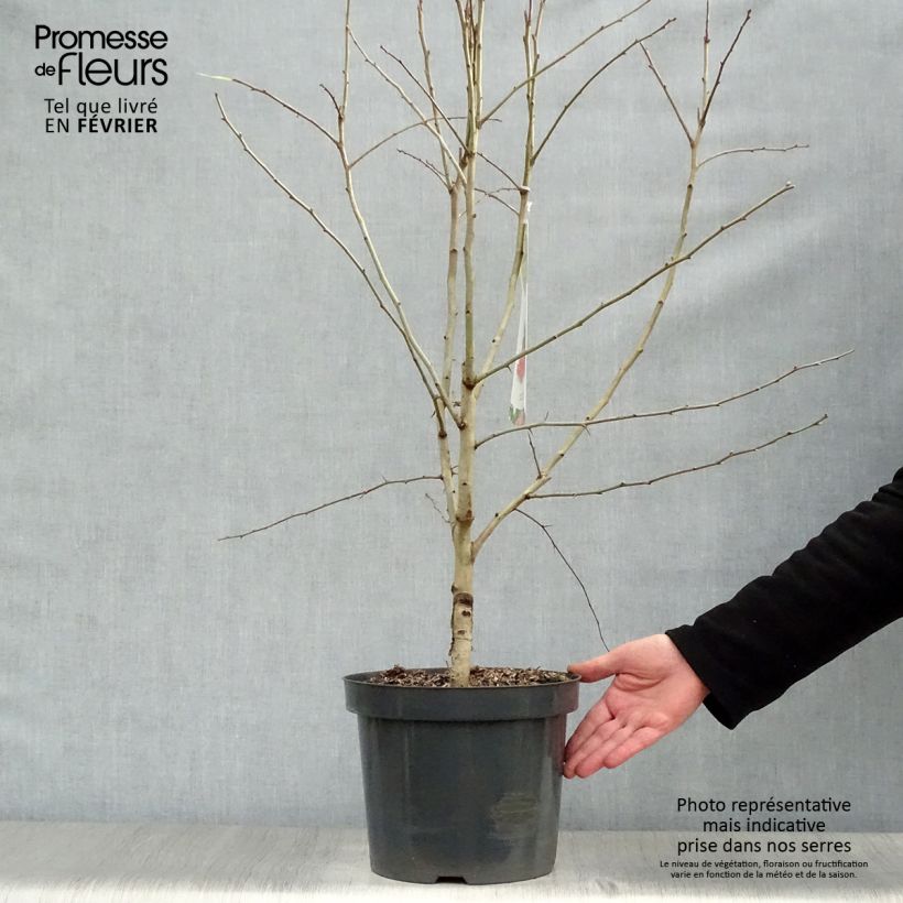 Amostra de Crataegus laevigata Paul's Scarlet Vaso de 7,5 L/10 L tal como entregue no inverno