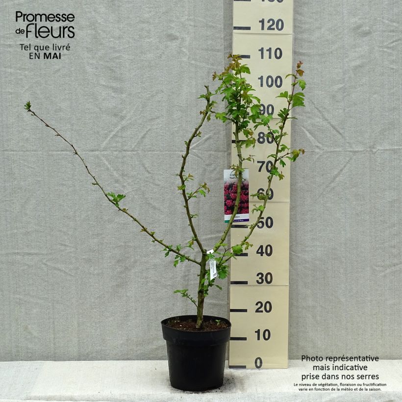 Amostra de Crataegus laevigata Paul's Scarlet Vaso de 7,5 L/10 L tal como entregue na primavera