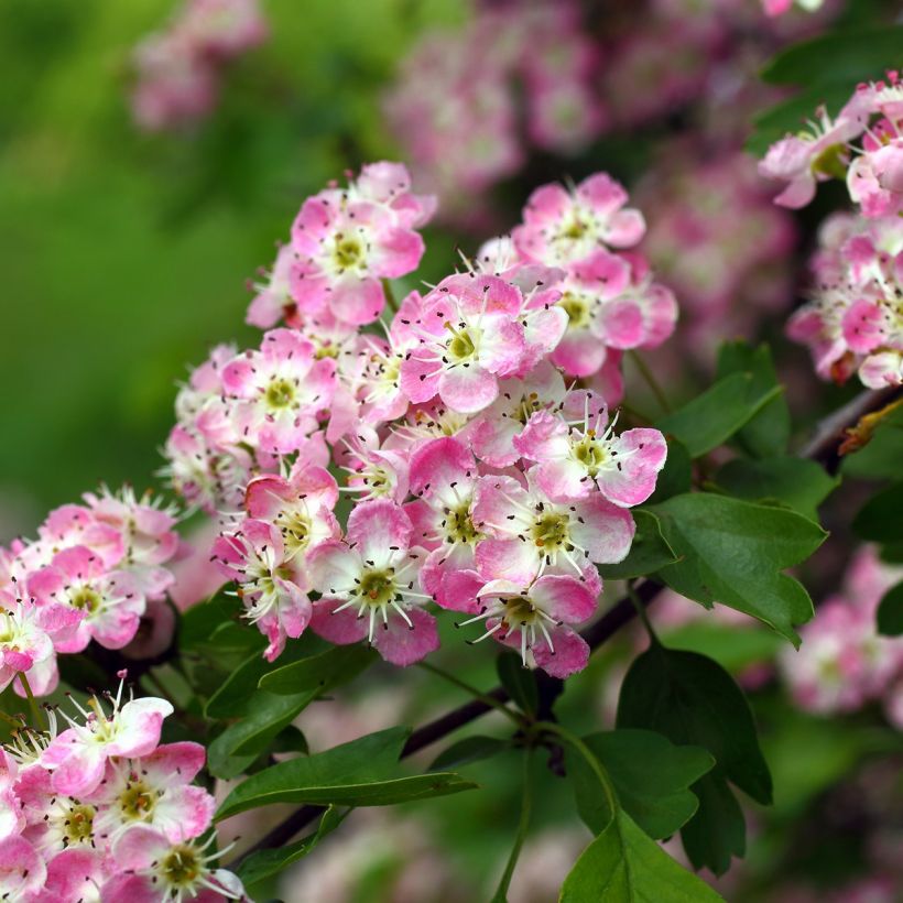 Crataegus × media Princesse Sturdza (Floração)