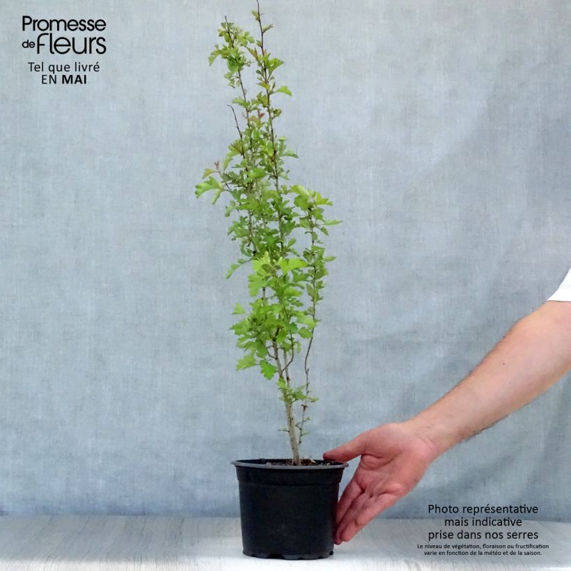 Amostra de Crataegus monogyna Vaso de 2 L/3 L tal como entregue na primavera