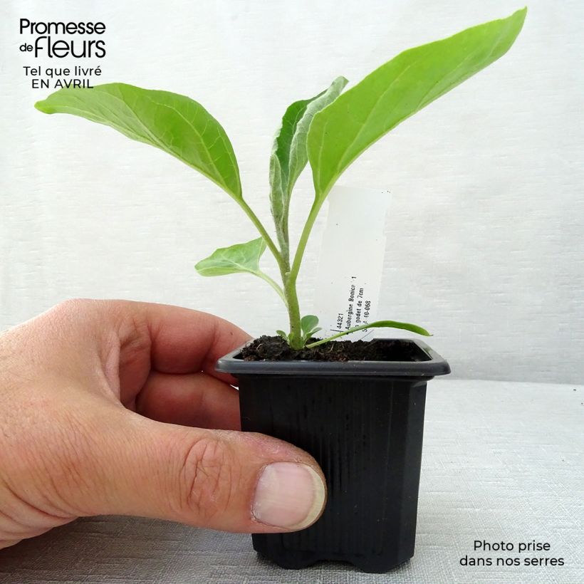 Amostra de Aubergine Baluroi  F1 Godet de 7/8 cm tal como entregue na primavera