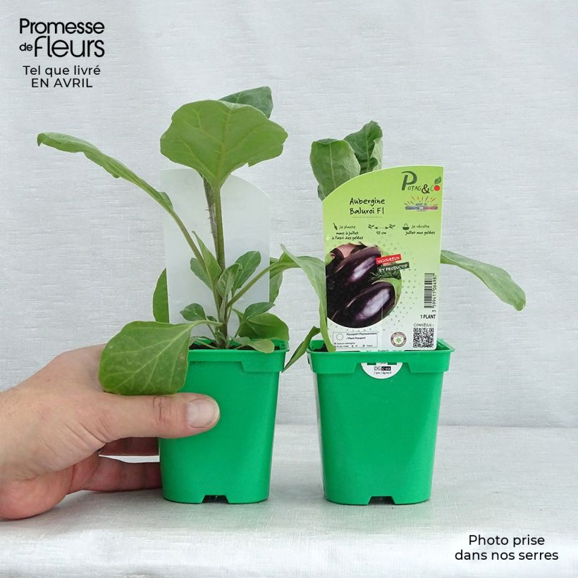 Amostra de Aubergine Baluroi  F1 Pot de 10 cm/11cm tal como entregue na primavera