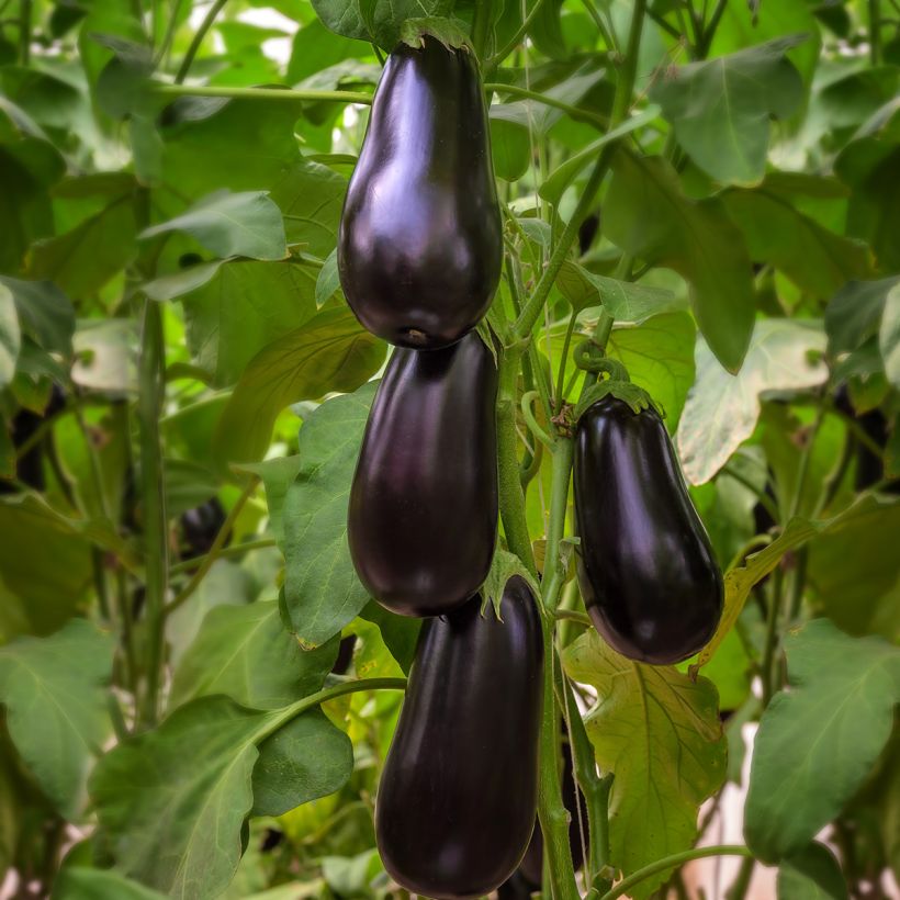 Beringela Black Beauty - Ferme de Sainte Marthe Bio (Hábito)