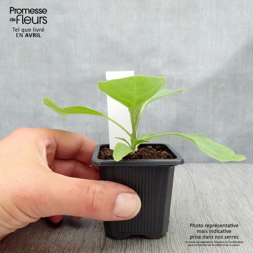 Amostra de Aubergine Bonica F1 en plants Godet de 7/8 cm tal como entregue no inverno