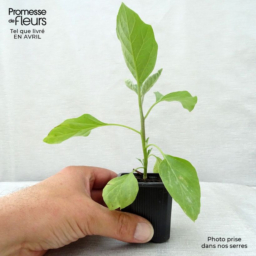 Amostra de Beringela Bonica F1 plantas jovens Vaso de 7/8 cm tal como entregue na primavera