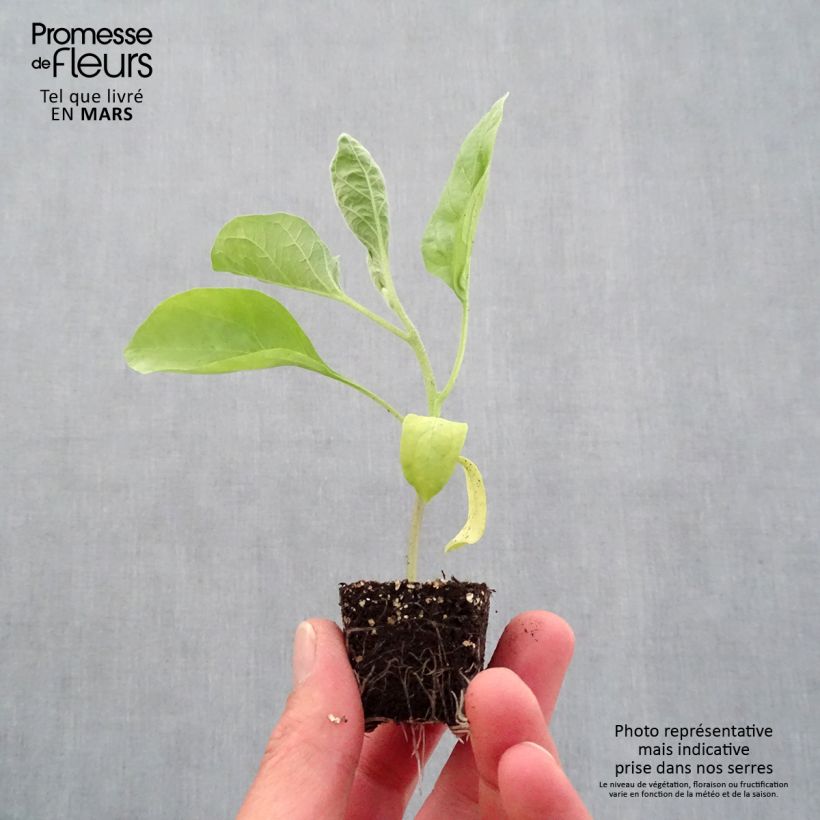 Amostra de Aubergine Bonica F1 en plants Mini-motte Ø 3/4 cm tal como entregue na primavera