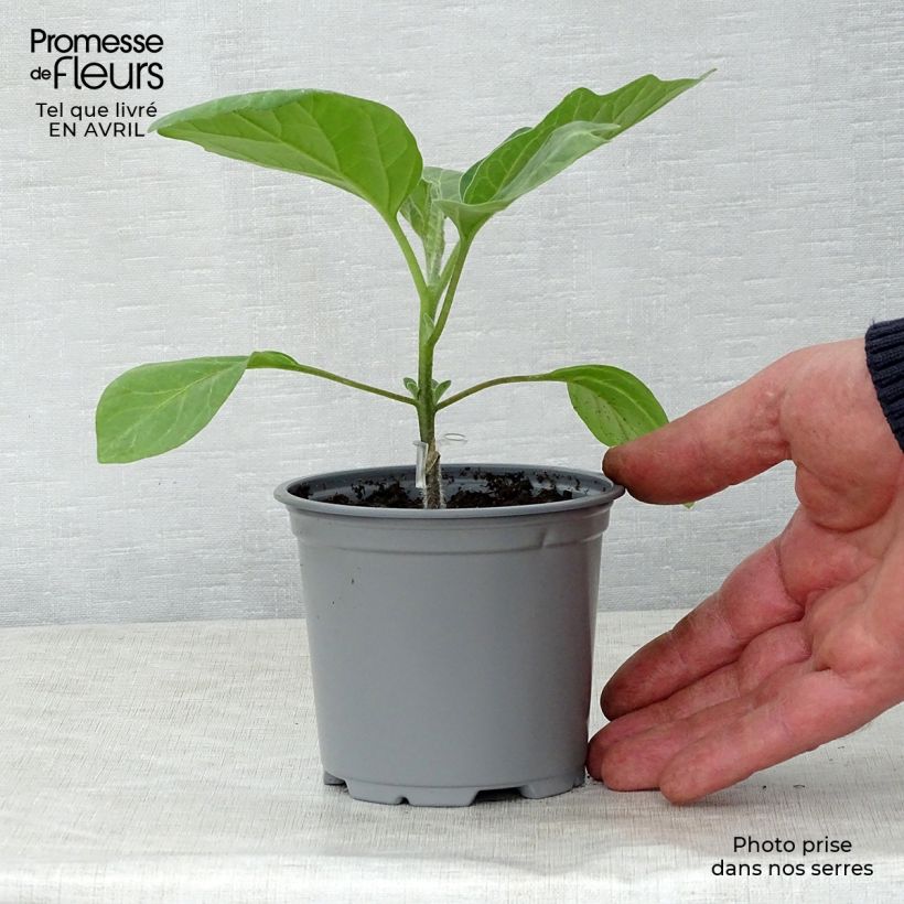 Amostra de Aubergine Bonica F1 en plants GREFFES Godet de 8/9 cm tal como entregue na primavera
