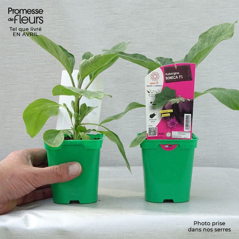 Amostra de Aubergine Bonica F1 en plants Pot de 10 cm/11cm tal como entregue na primavera