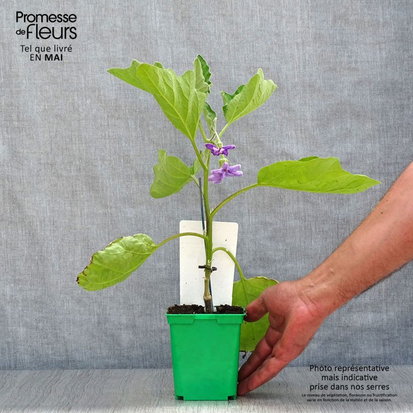 Amostra de Aubergine Clara F1 en plants GREFFES  Godet de 8/9 cm tal como entregue na primavera