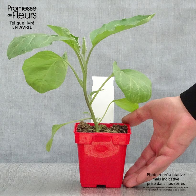 Amostra de Aubergine Classic hybrid F1 Pot de 10 cm/11cm tal como entregue na primavera