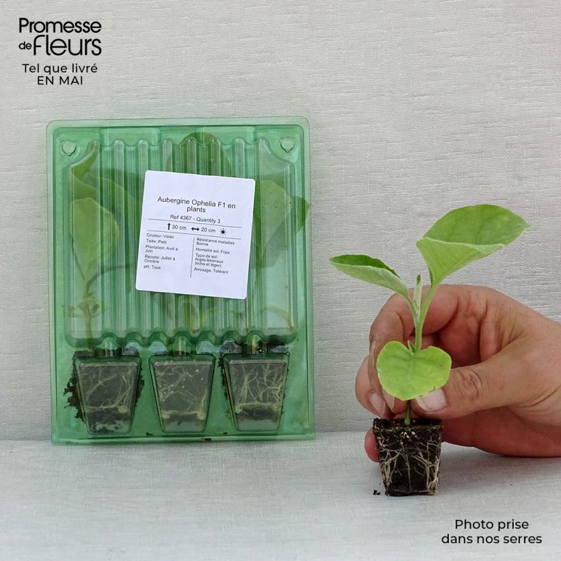 Amostra de Aubergine Ophelia F1 en plants Mini-motte Ø 3/4 cm tal como entregue na primavera