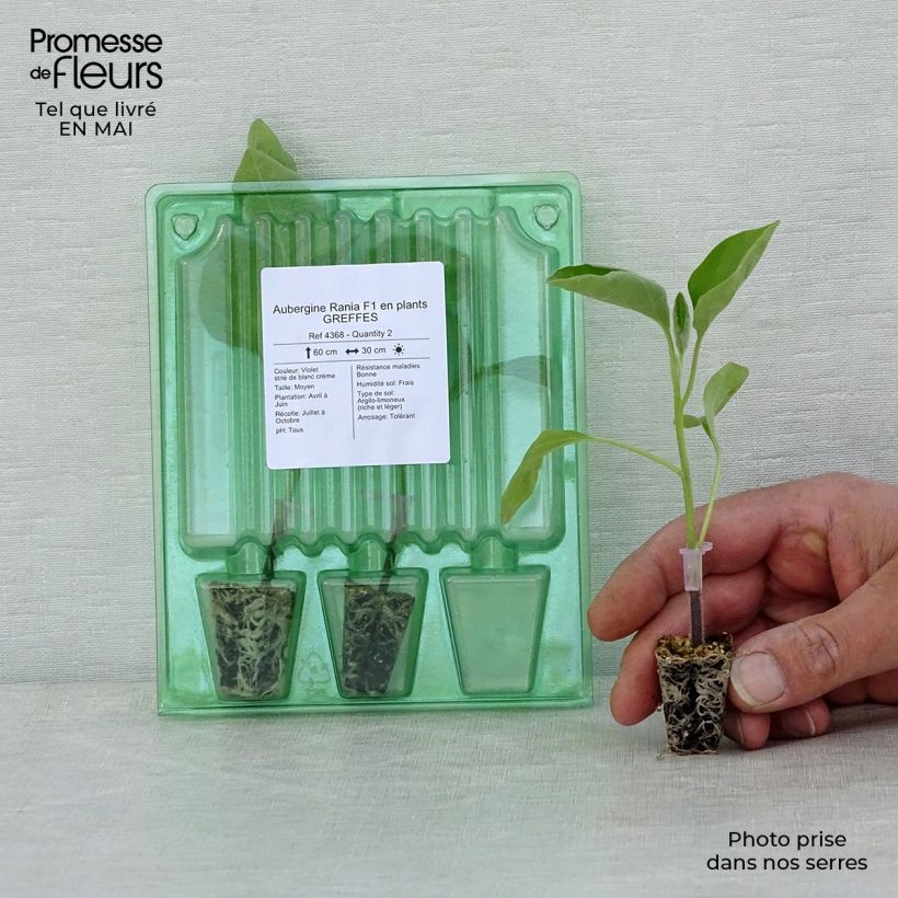 Amostra de Aubergine Rania F1 en plants GREFFES Mini-motte Ø 3/4 cm tal como entregue na primavera