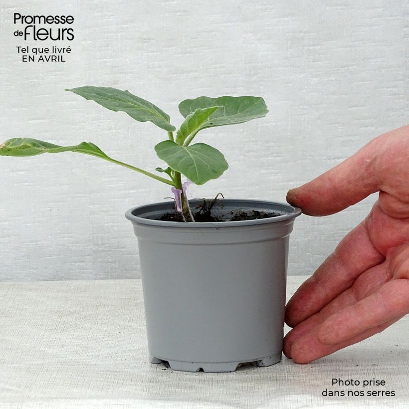 Amostra de Aubergine Rania F1 en plants GREFFES Godet de 8/9 cm tal como entregue na primavera