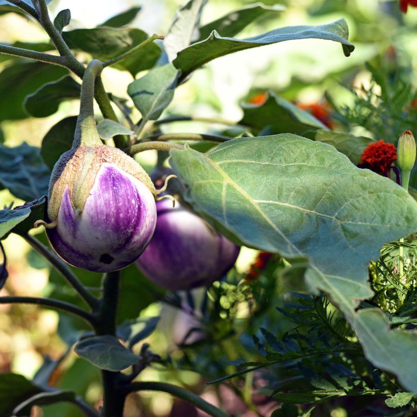 Beringela Rotonda Bianca Sfumata Di Rosa - Ferme de Sainte Marthe Bio (Hábito)