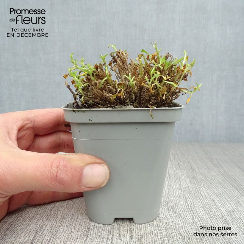 Amostra de Aubrieta Bressingham Red - Aubriète rouge Vaso de 8/9 cm tal como entregue no inverno