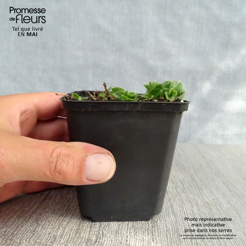 Amostra de Aubrecia Bressingham Vermelho Vaso de 8/9 cm tal como entregue na primavera