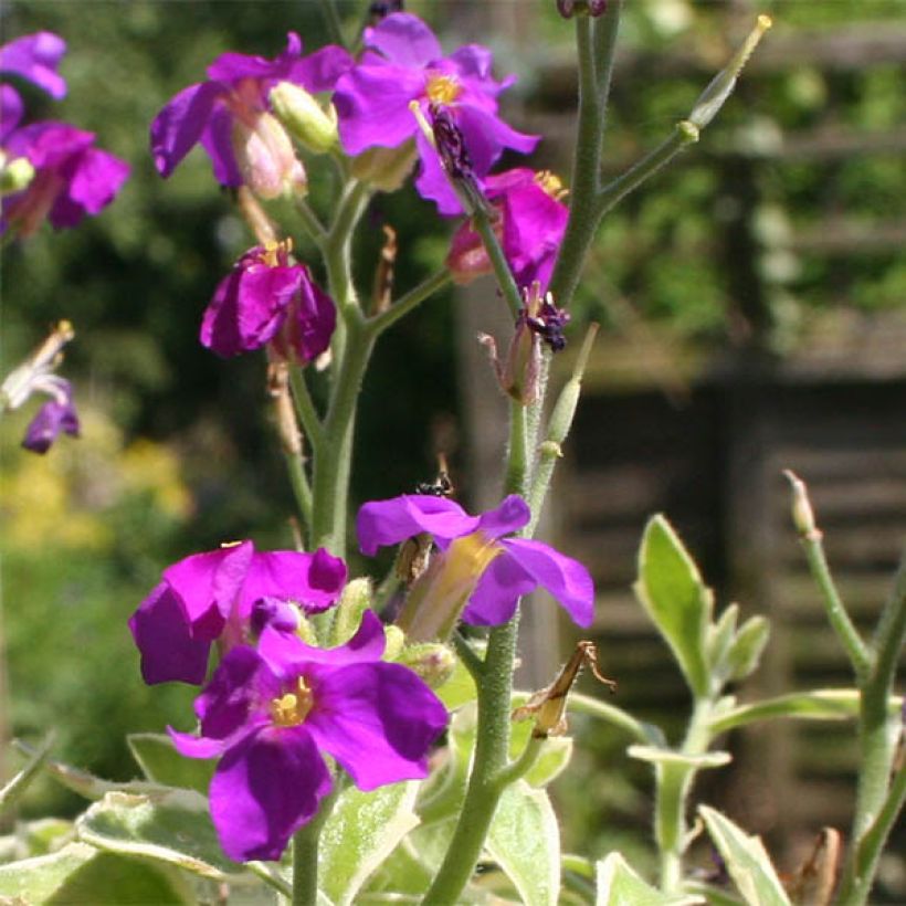 Aubrecia Dr Mules Variegated (Floração)