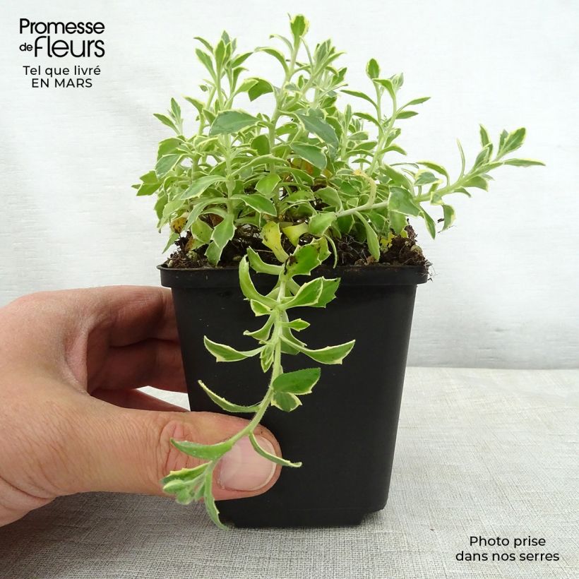 Amostra de Aubrecia Dr Mules Variegated Vaso de 8/9 cm tal como entregue na primavera