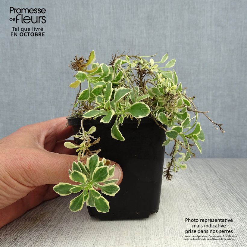 Amostra de Aubrecia Dr Mules Variegated Vaso de 8/9 cm tal como entregue no outono