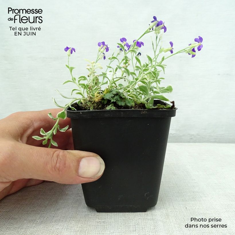 Amostra de Aubrecia Dr Mules Variegated Vaso de 8/9 cm tal como entregue no verão