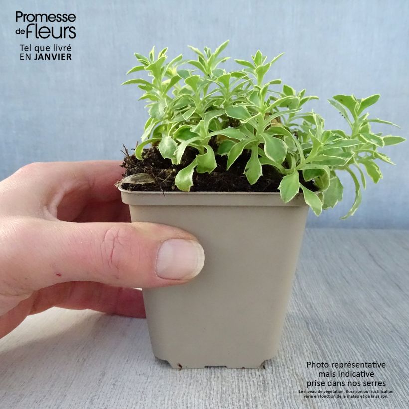 Amostra de Aubrieta Dr Mules Variegated Vaso de 8/9 cm tal como entregue no inverno