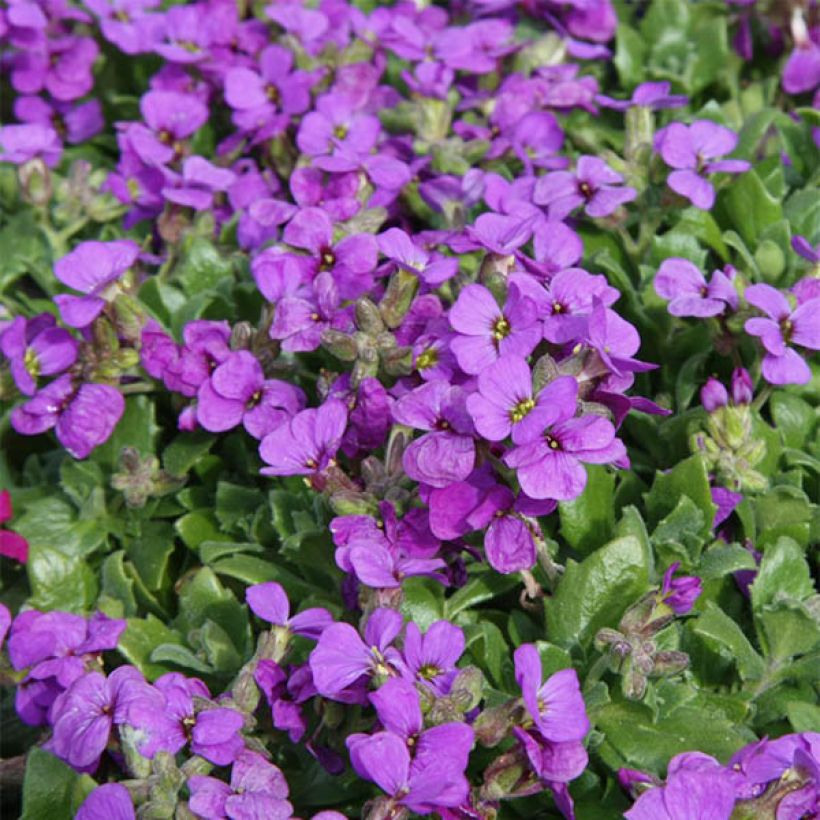 Aubrecia  Hamburger Stadtpark (Floração)
