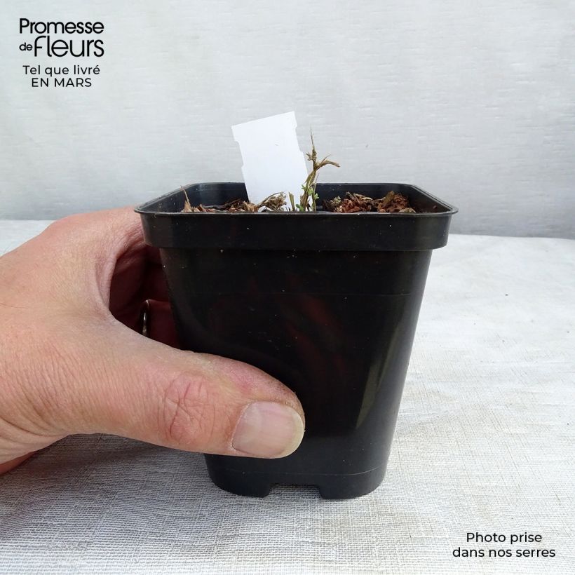 Amostra de Aubrieta Royal Blue - Aubriète Vaso de 8/9 cm tal como entregue no inverno