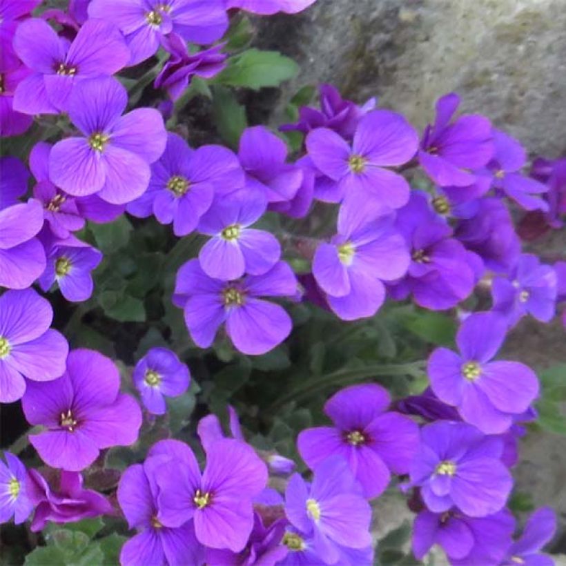 Aubrecia  Cascade Purple (Floração)