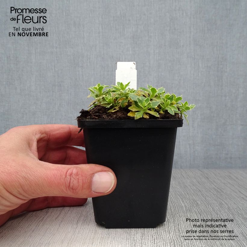 Amostra de Aubrecia Argenteovariegata Vaso de 8/9 cm tal como entregue no outono