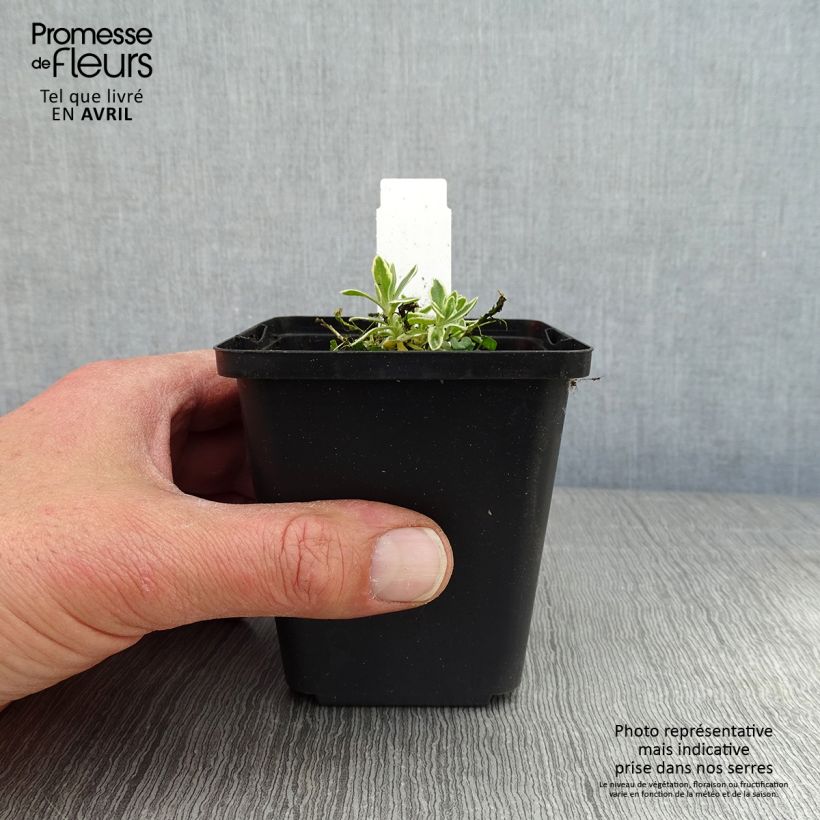 Amostra de Aubrecia Argenteovariegata Vaso de 8/9 cm tal como entregue na primavera