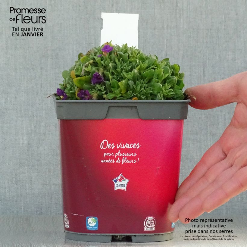 Amostra de Aubriète Florado Rose-Red - Aubrieta gracilis Vaso de 2 L/3 L tal como entregue no inverno
