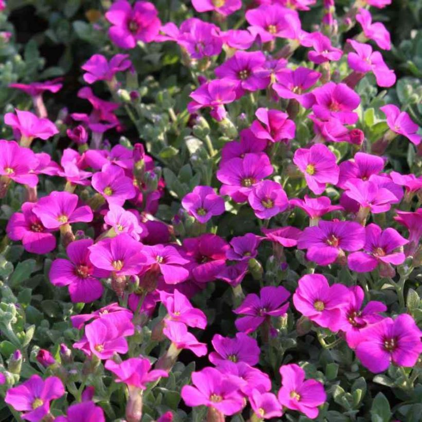Aubrecia Rose (Floração)