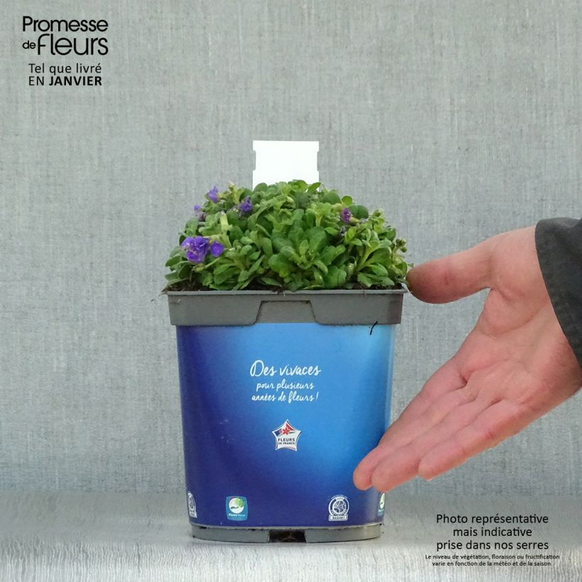 Amostra de Aubriete Kitte® Bleu (Blue)  - Aubrieta x gracilis Vaso de 2 L/3 L tal como entregue no inverno