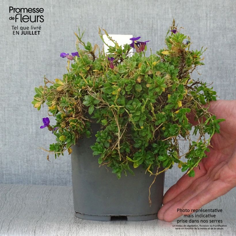 Amostra de Aubrecia Kitte® Azul Vaso de 2 L/3 L tal como entregue no verão