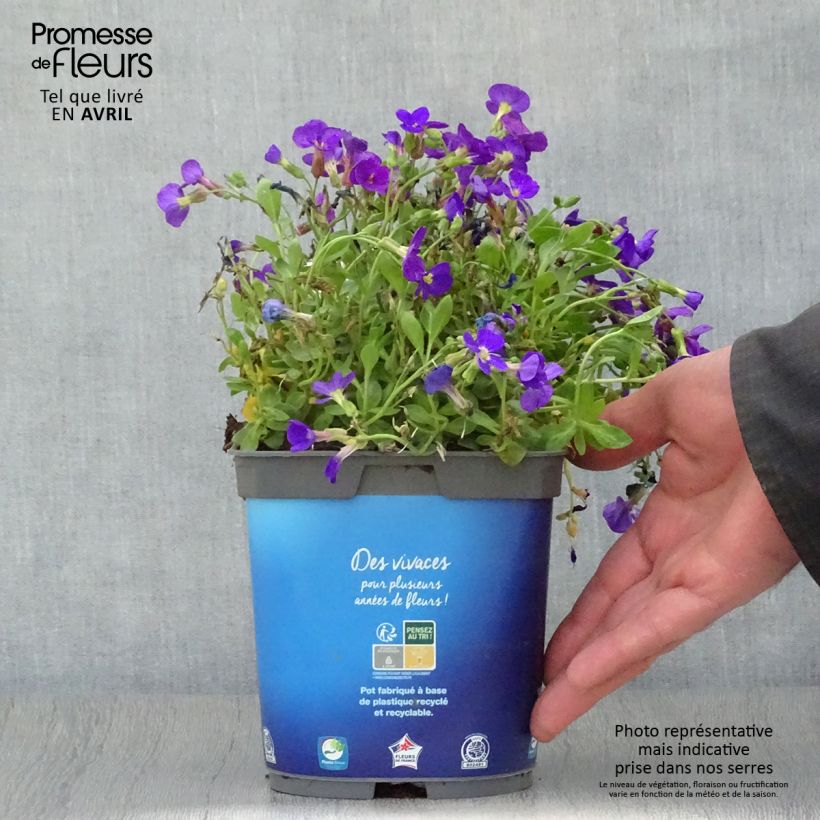 Amostra de Aubrecia Kitte® Azul Vaso de 2 L/3 L tal como entregue na primavera