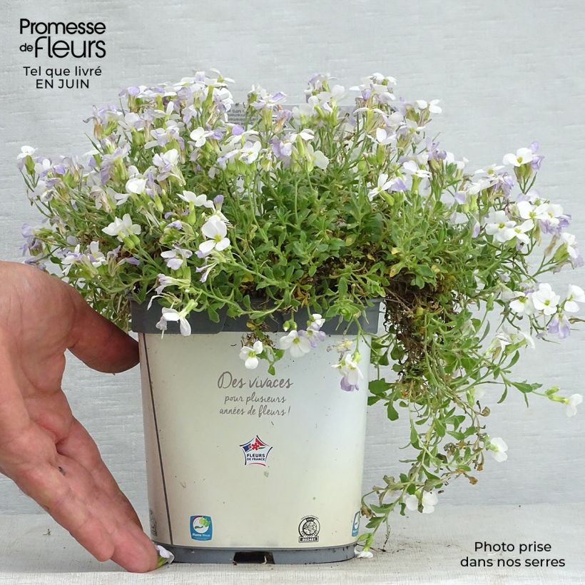 Amostra de Aubrecia Kitte White Vaso de 2 L/3 L tal como entregue no verão