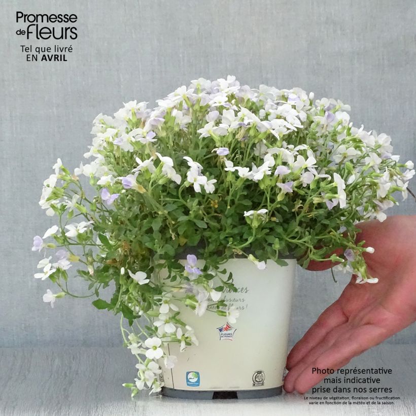 Amostra de Aubrecia Kitte White Vaso de 2 L/3 L tal como entregue na primavera
