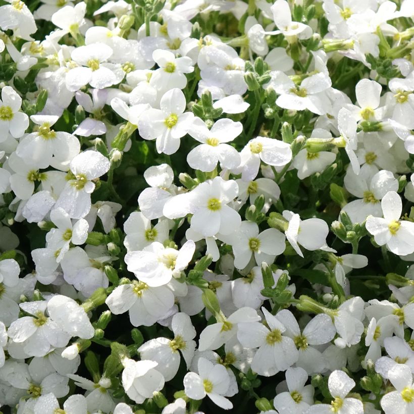 Aubrecia Kitte White (Floração)