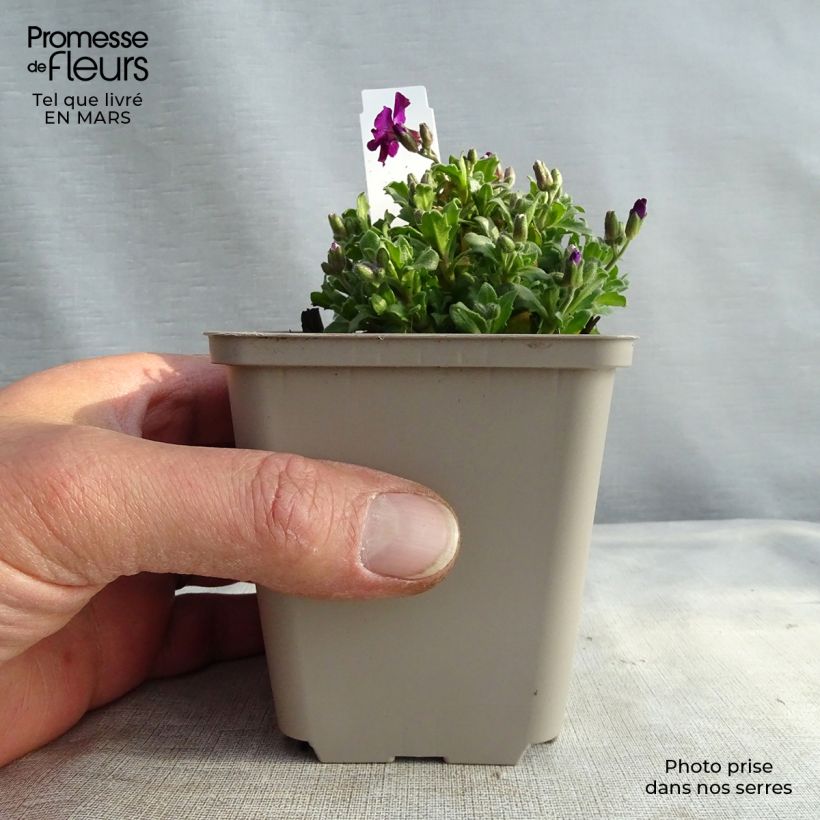 Amostra de Aubrecia  Red Carpet Vaso de 8/9 cm tal como entregue na primavera