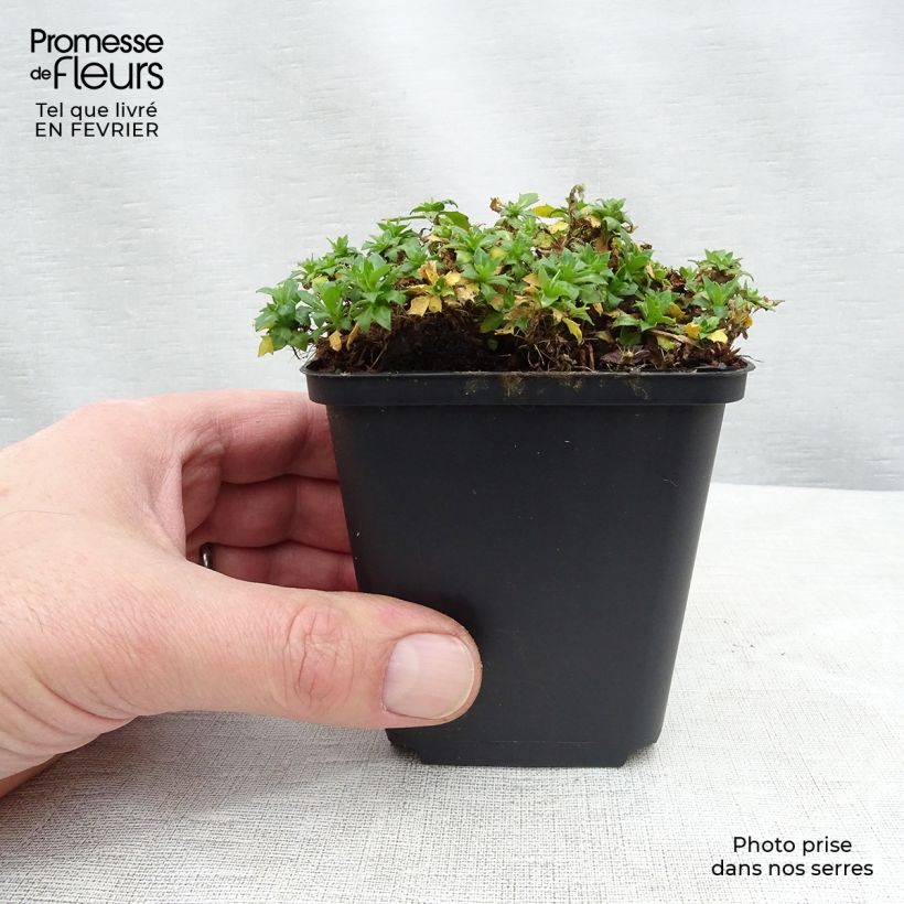 Amostra de Aubriète blanche - Aubrieta Fiona Godet de 8/9 cm tal como entregue no inverno