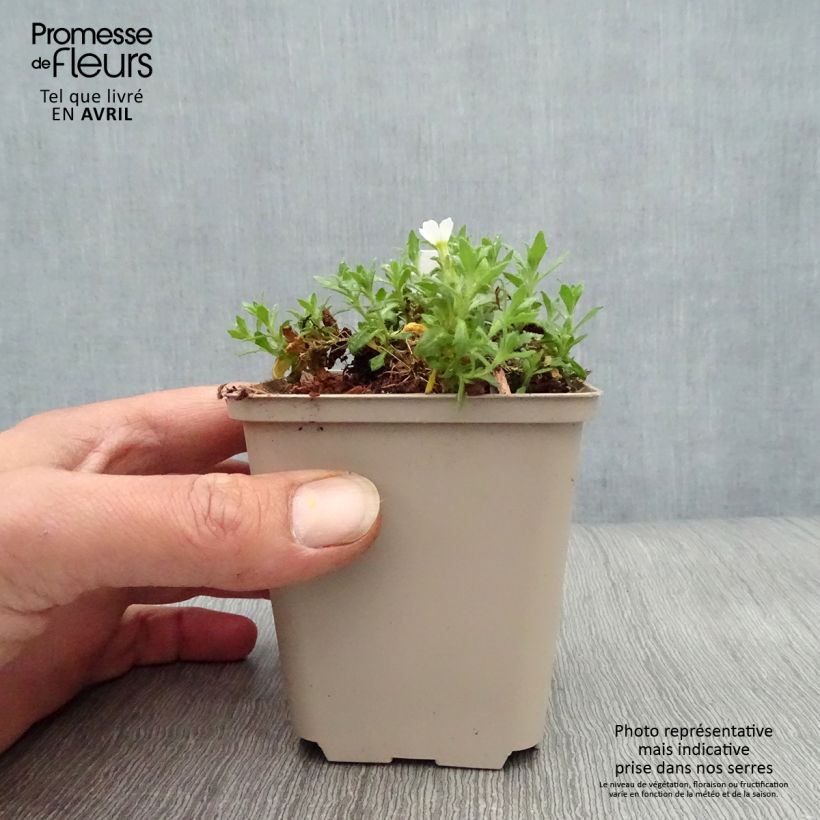 Amostra de Aubrecia Fiona Vaso de 8/9 cm tal como entregue na primavera